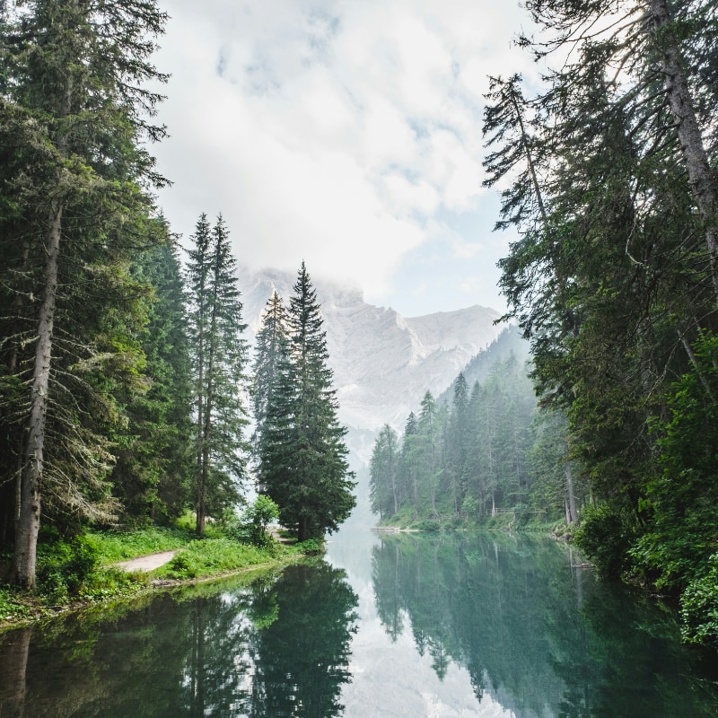forest-renewable-green-energy